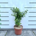 Hlohyňa šarlátová (Pyracantha) ´MOHAVE´ - výška 30-50 cm, kont. C3L